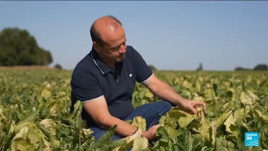 Loi d'urgence agricole : comment deux pesticides interdits vont être réintroduits